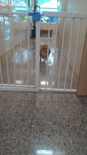 dog-gate.gif